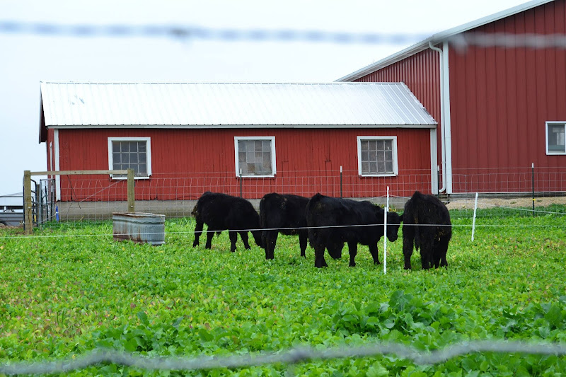 Gehrke Grass-Fed Beef