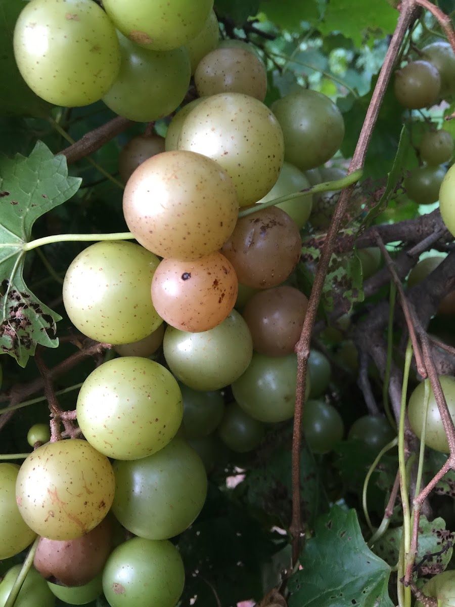Benjamin Vineyards photo 2