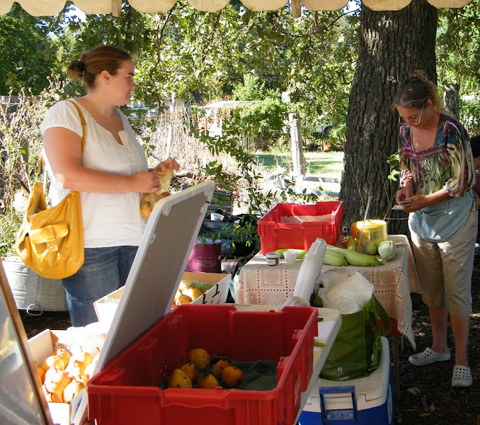 Eden's Organic Garden Center & CSA Farm photo 3