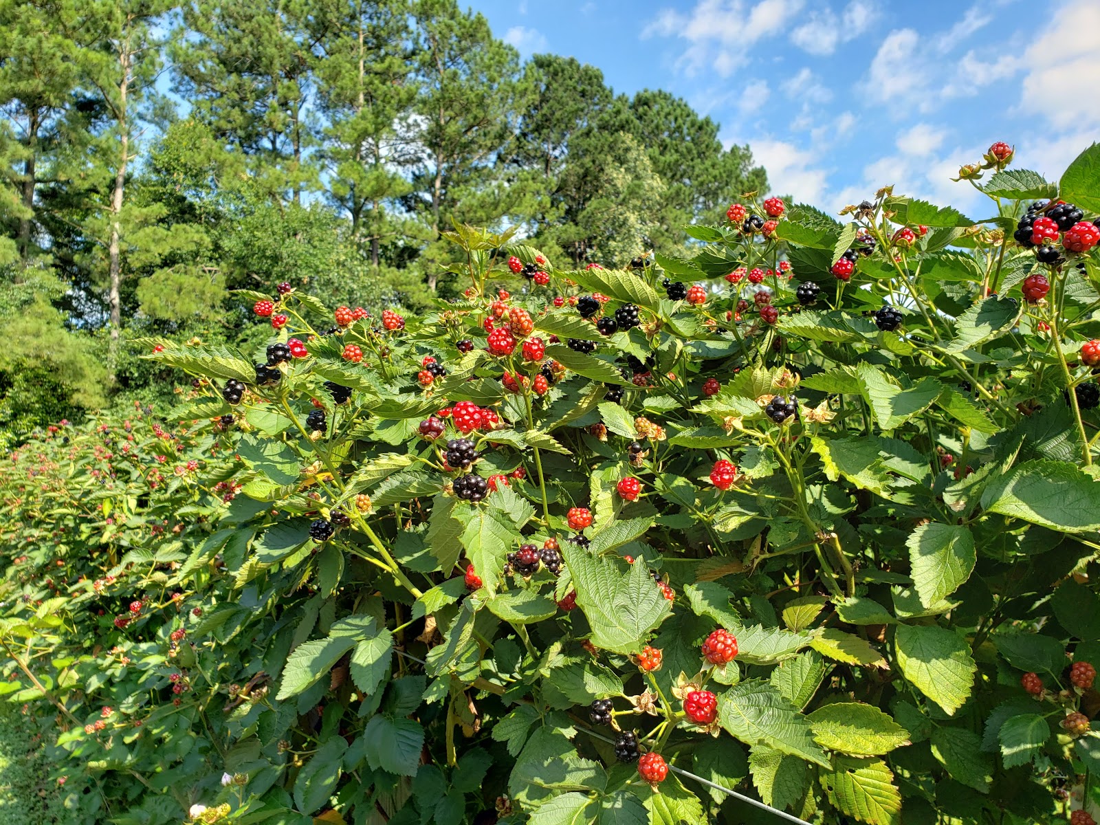 OGBURN BERRIES AND PRODUCE