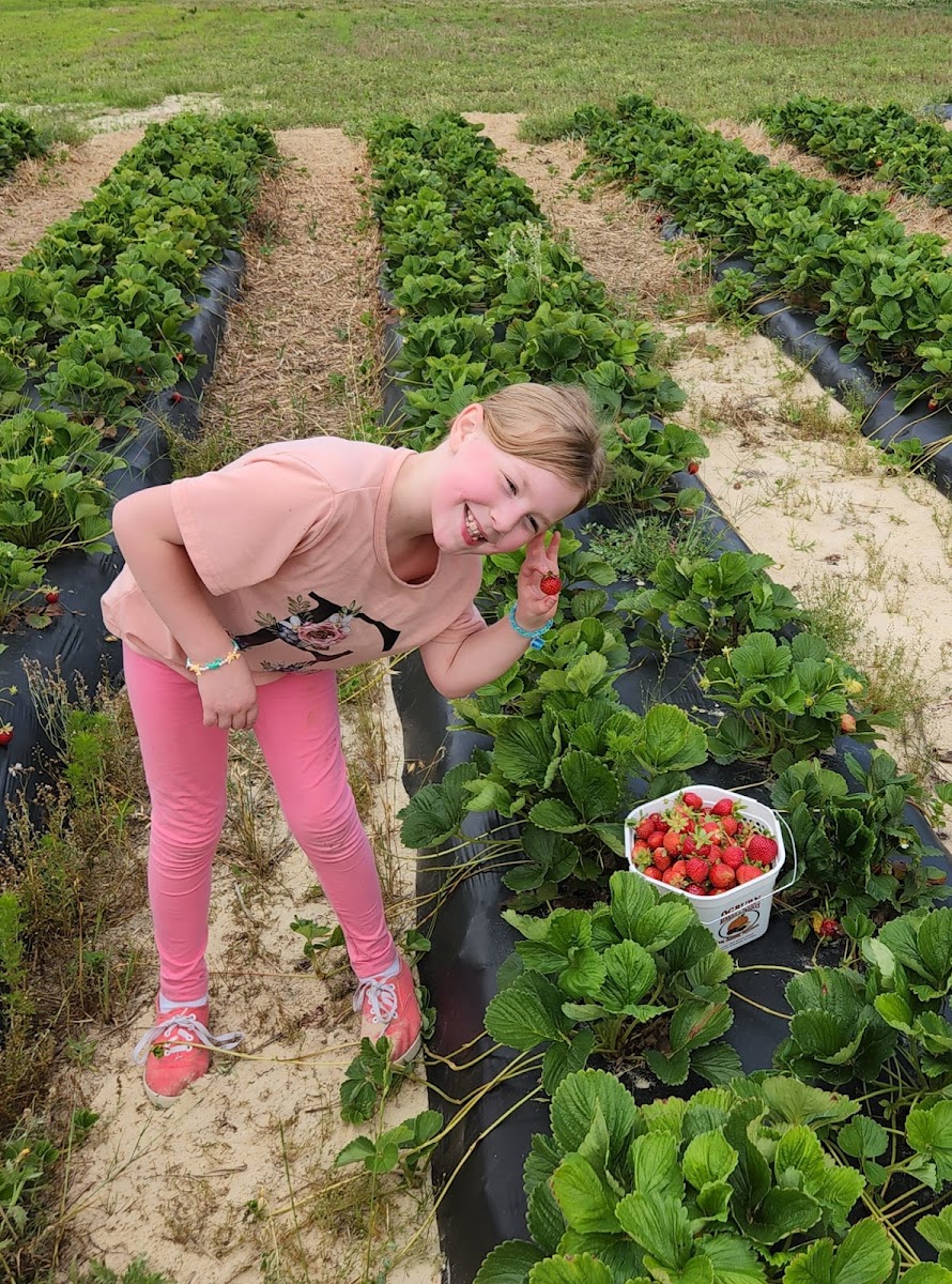 OGBURN BERRIES AND PRODUCE photo 2