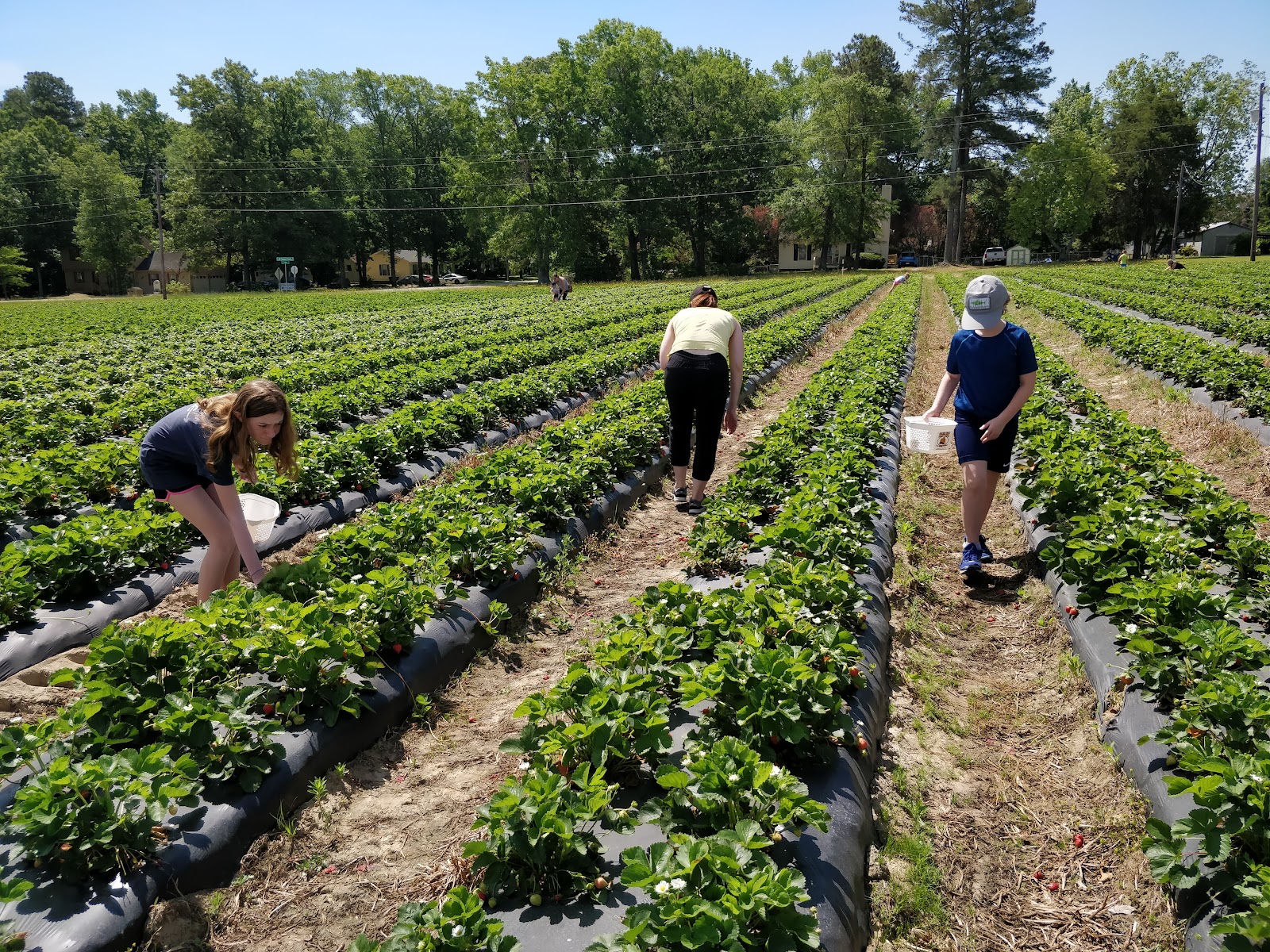 OGBURN BERRIES AND PRODUCE photo 3