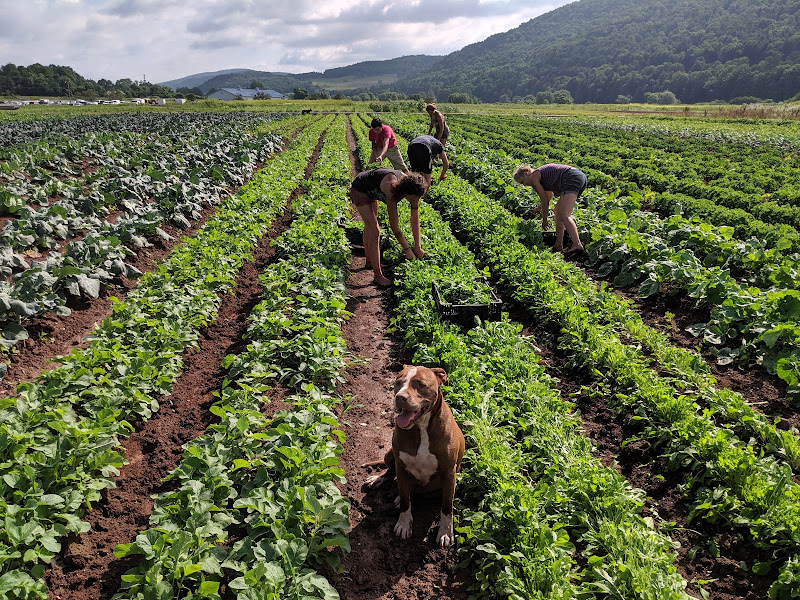 Lucky Dog Organic LLC