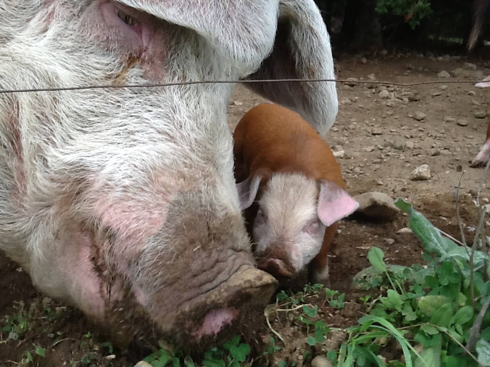 Sillanpaa Family Farm