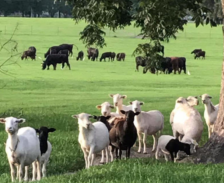 Sampson Family Farm photo 2