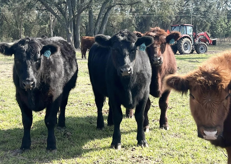 Sampson Family Farm photo 3