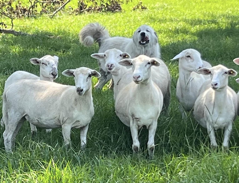 Sampson Family Farm photo 4