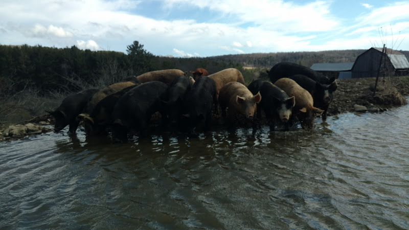 Mascho Homestead Farms