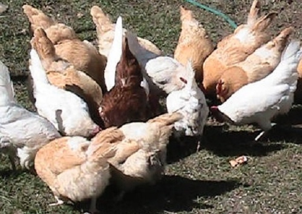 Celtic Creek Trading Company