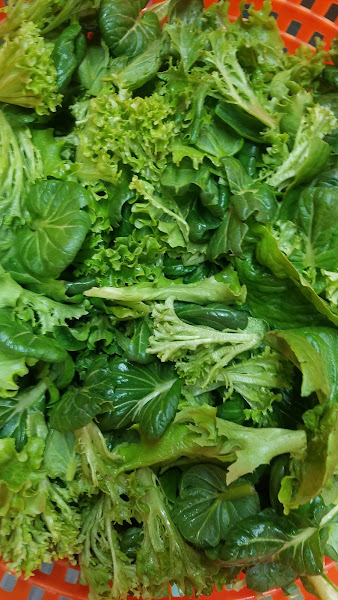 Abundant Goodness Gardens