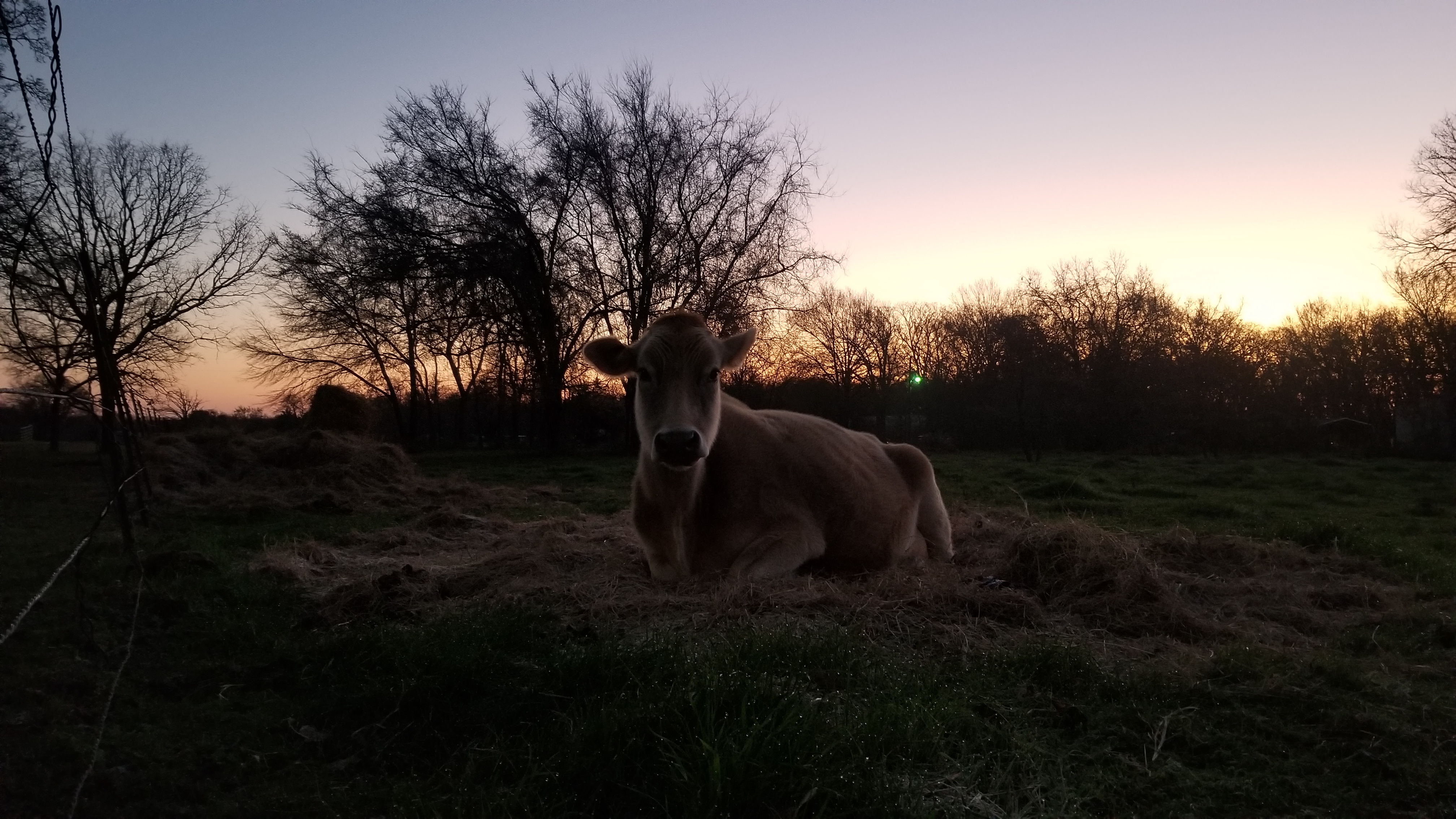 Big Oaks Little Farm
