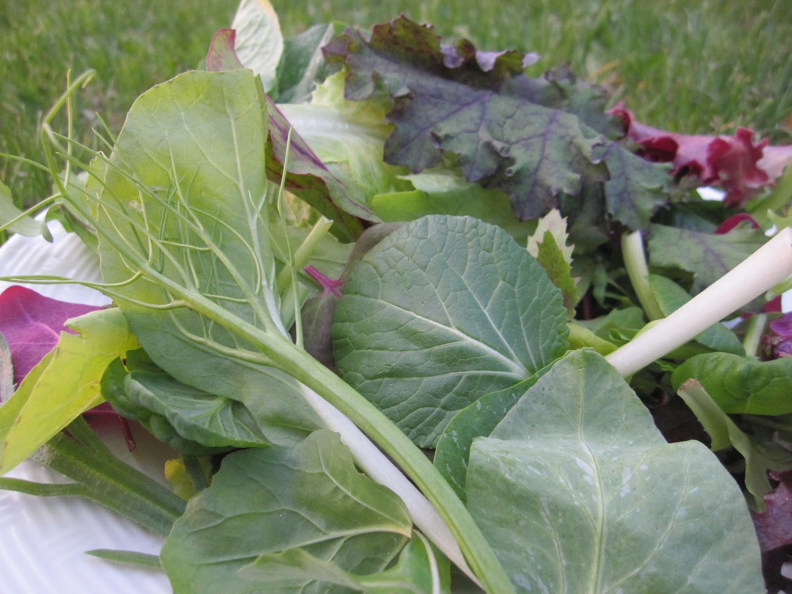 Lower Valley Farmers Market photo 3