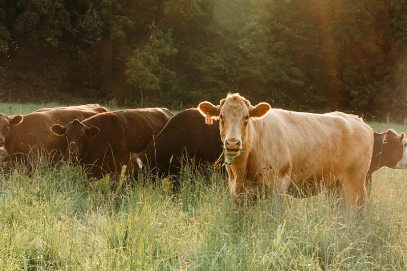 Vintage Meadows Farm photo 4