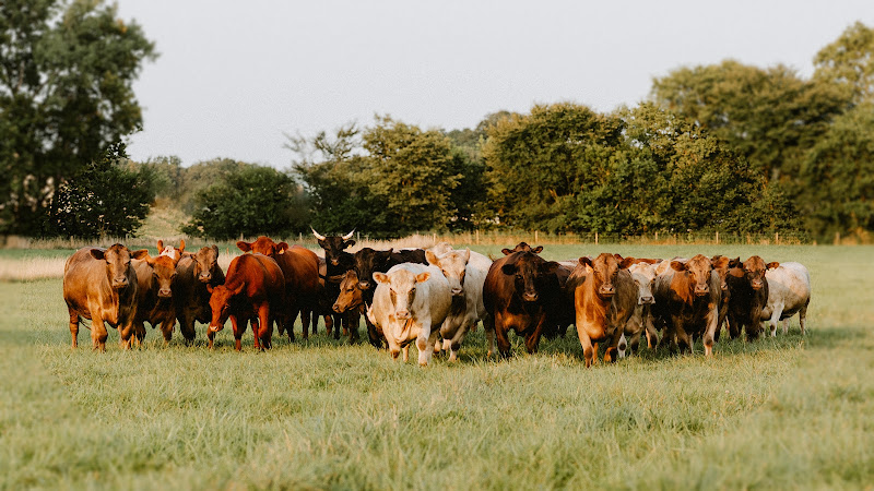 Vintage Meadows Farm photo 16