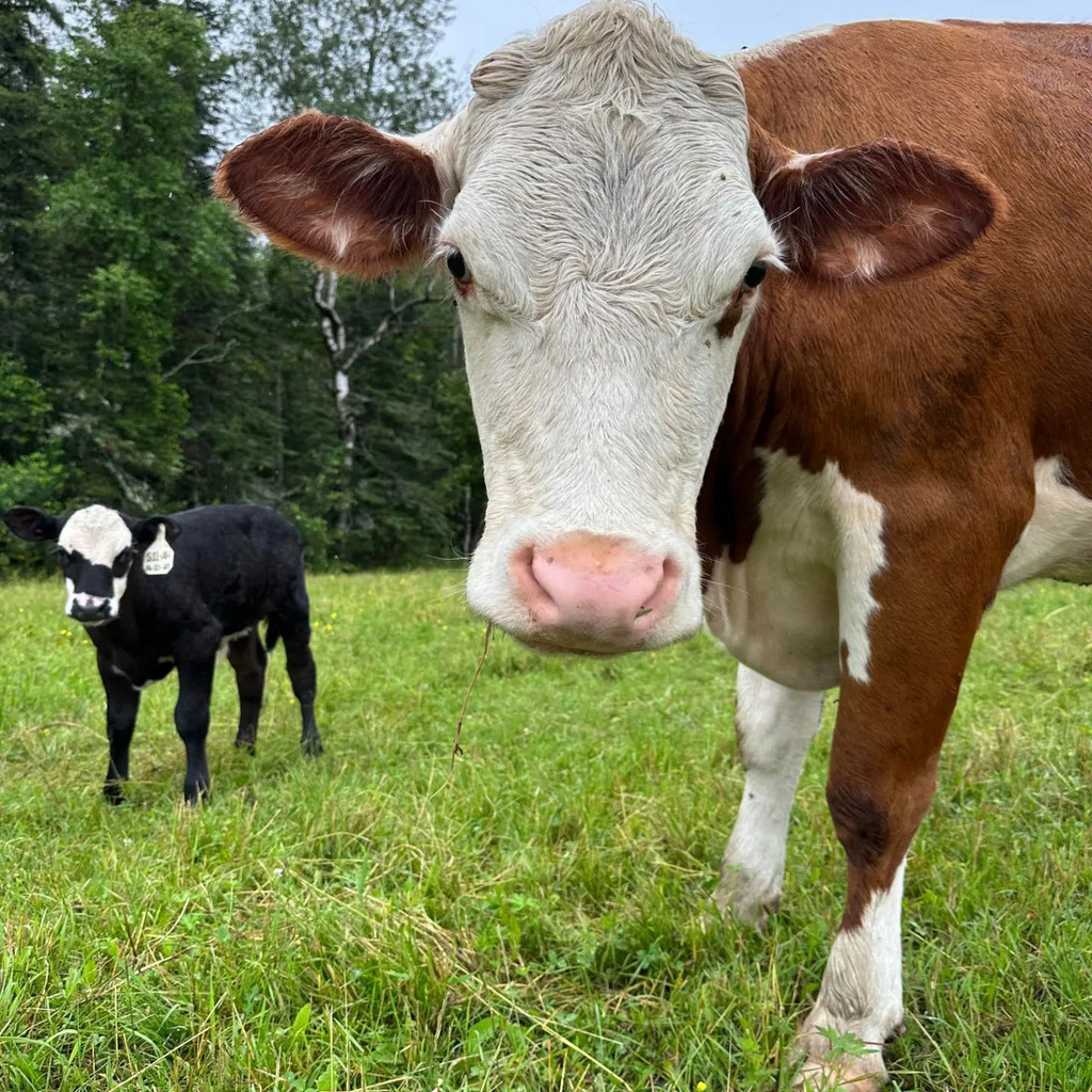 Chase's Organic Dairy