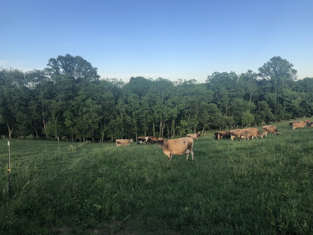 Colonial Classics Farmstead Cheese
