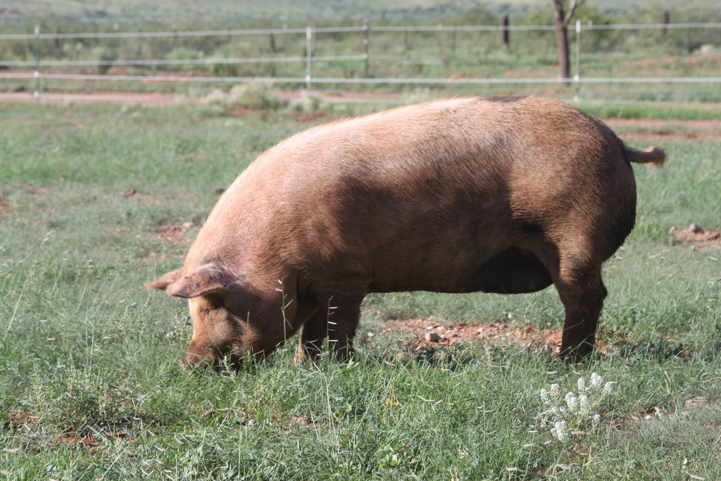 Coyote Song Farm