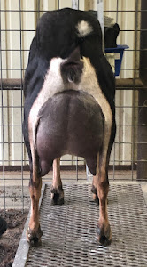 Ragels Goat Farm photo 2