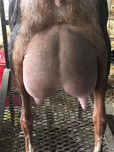 Ragels Goat Farm photo 18