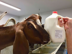 Ragels Goat Farm photo 3