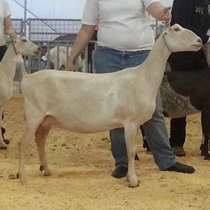 Ragels Goat Farm photo 21