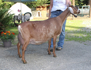 Ragels Goat Farm photo 6