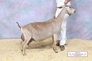 Ragels Goat Farm photo 7