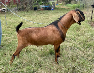 Ragels Goat Farm photo 10