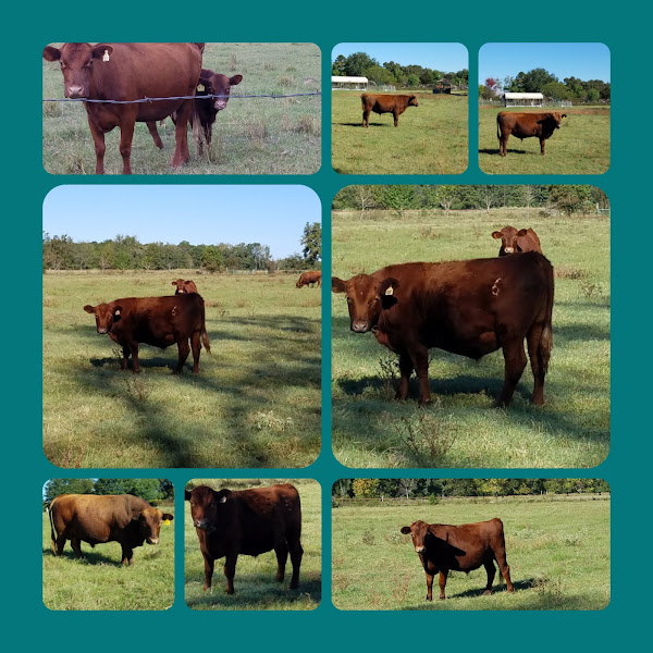 Grass Fed Beef on pasture 365