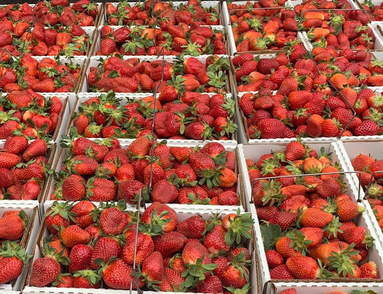 Piedmont Farmers' Market/Kannapolis