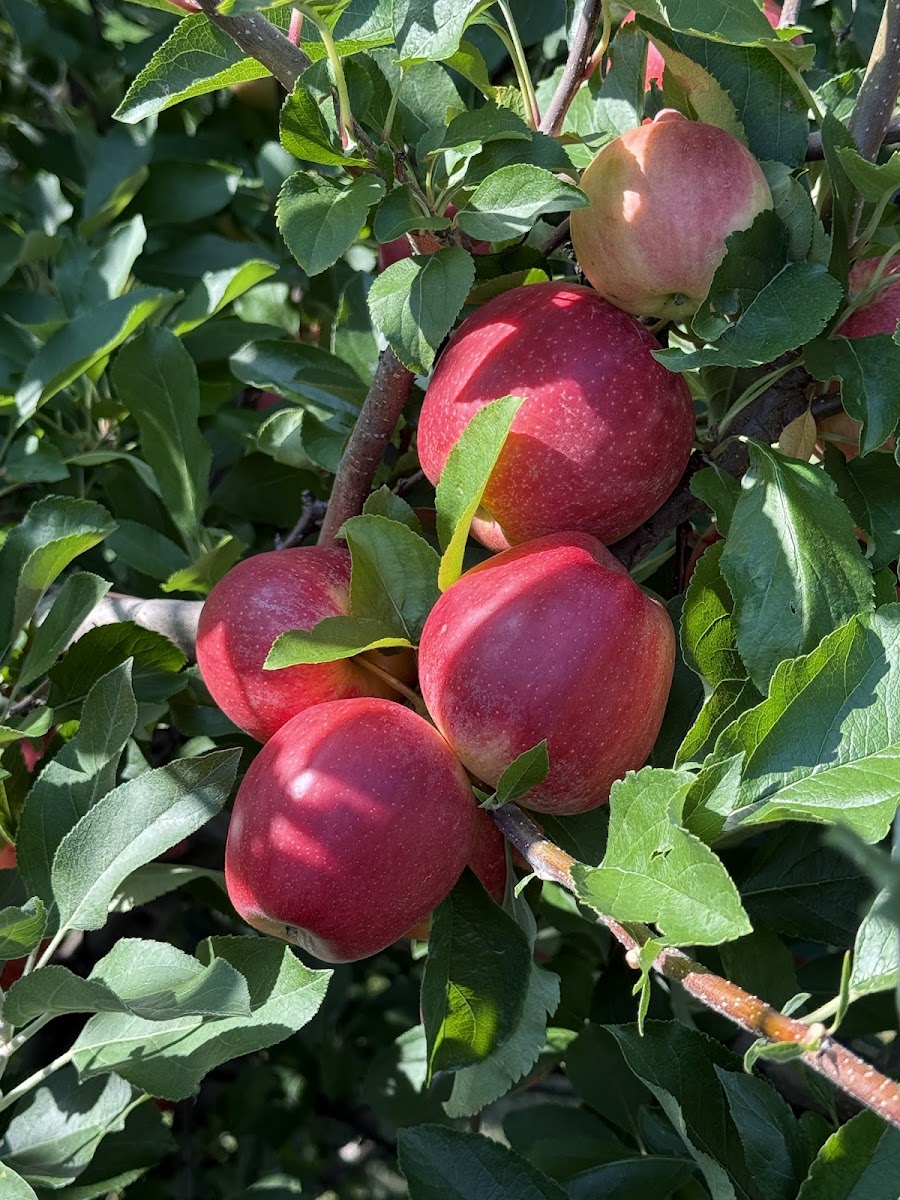 Liberty Apple Orchard photo 24