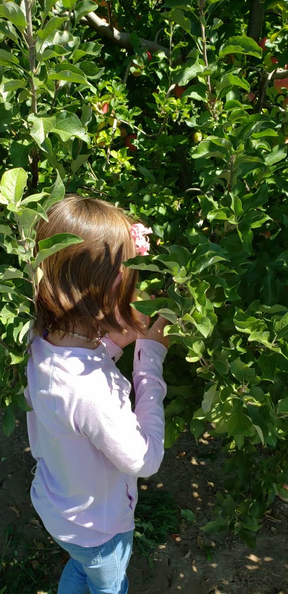 Liberty Apple Orchard photo 26