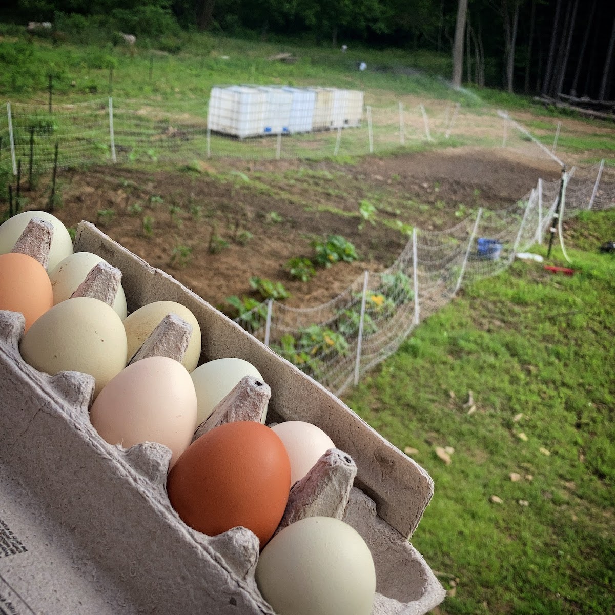 Fallowfield Farms photo 3