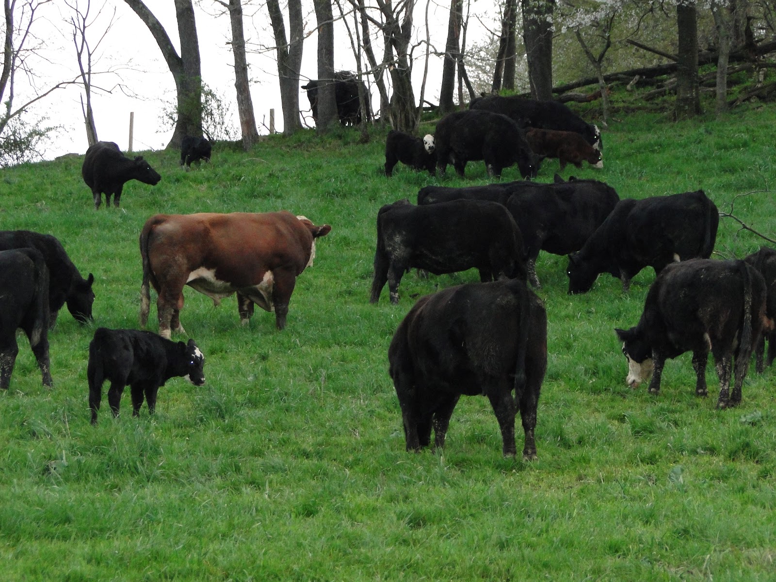 Fallowfield Farms photo 4