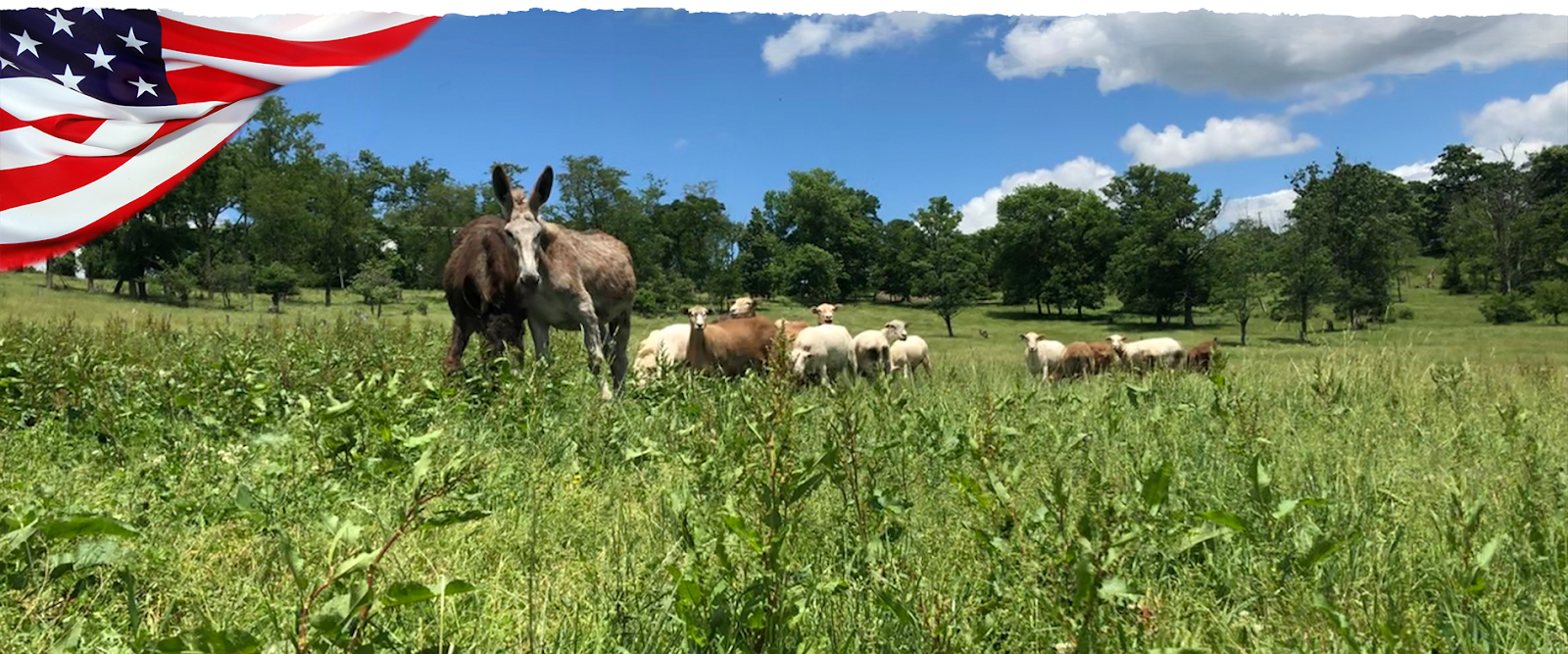 Fallowfield Farms photo 5