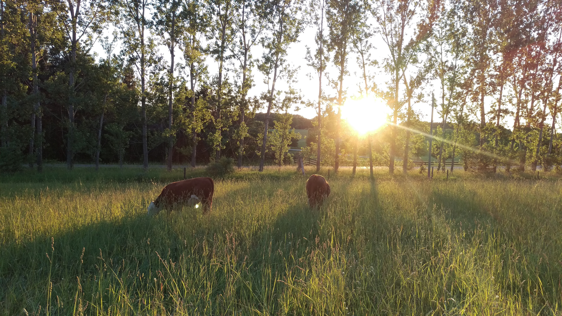 Cottonwood Springs Farm