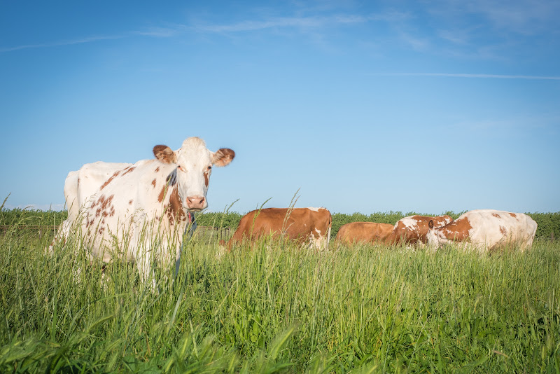 Sierra Nevada Cheese Company