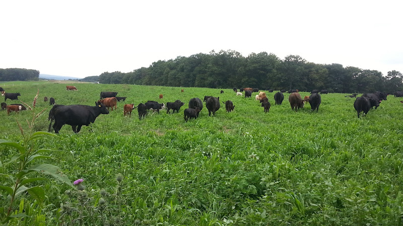 Spring Mountain Farms