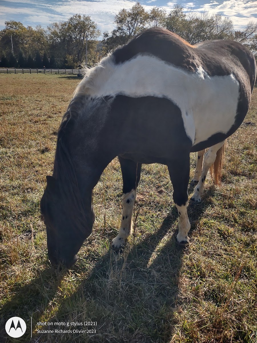 Honeysuckle at Bodenham Farm photo 2