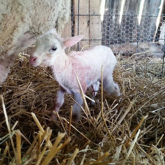 Mt Devon Farm and Fiber photo 2