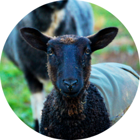 Mt Devon Farm and Fiber photo 16