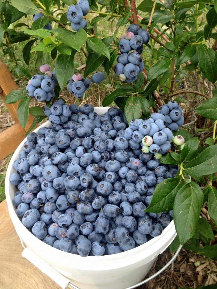 Northridge Blueberries and Chestnuts photo 2