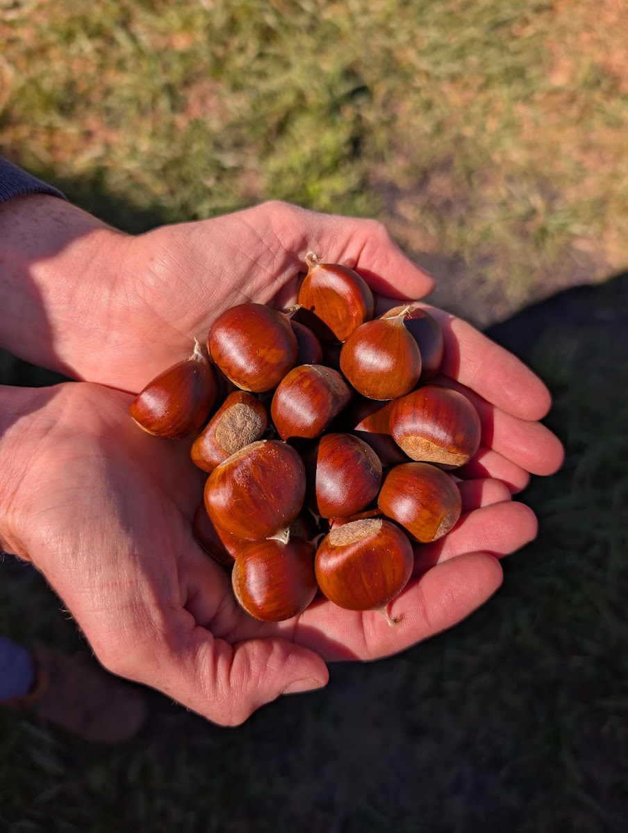 Northridge Blueberries and Chestnuts photo 3