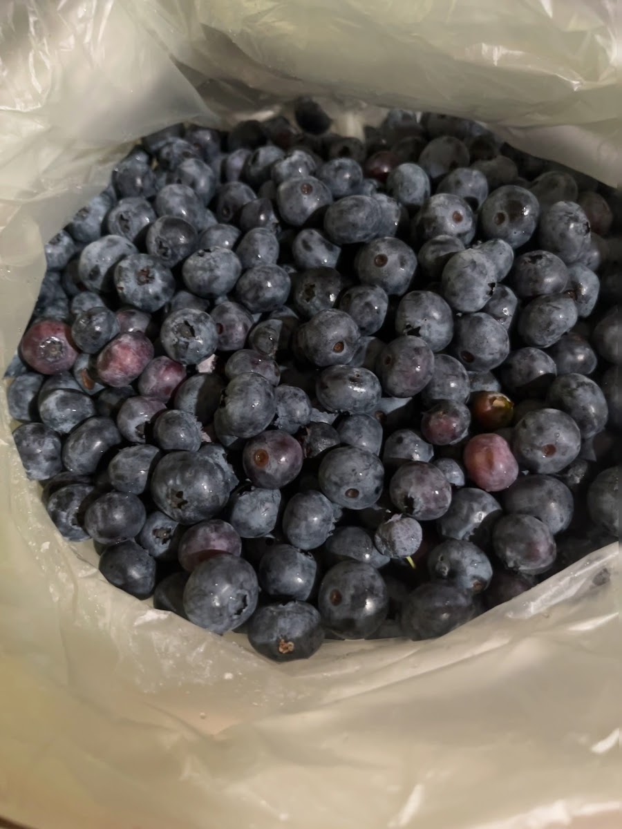 Northridge Blueberries and Chestnuts photo 4