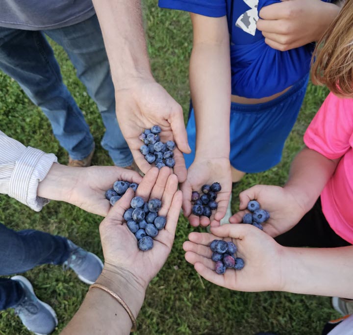 Northridge Blueberries and Chestnuts
