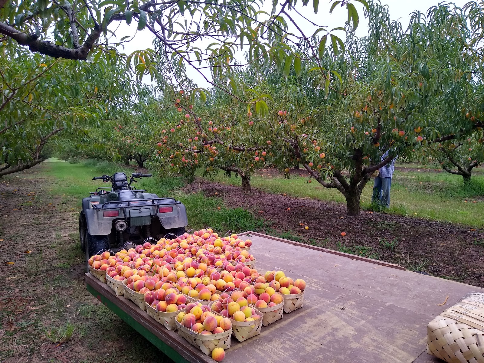 Mountain View Orchards
