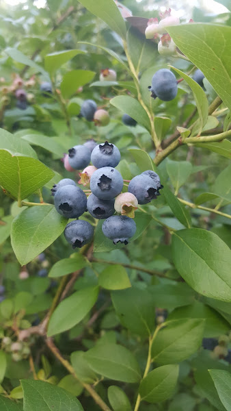 Blueville Acres Blueberry Farm photo 2