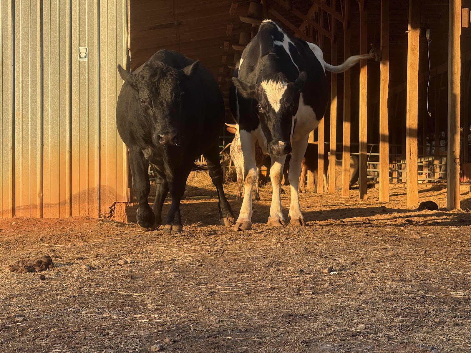 Flat Rock Dairy Co. photo 2