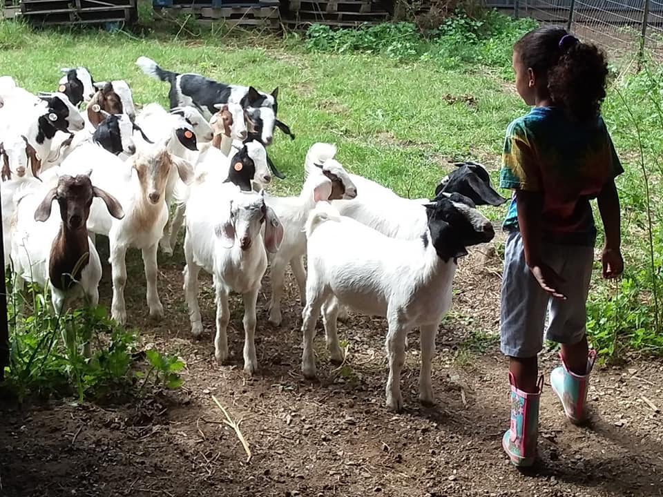 Anderson Simmentals Farm
