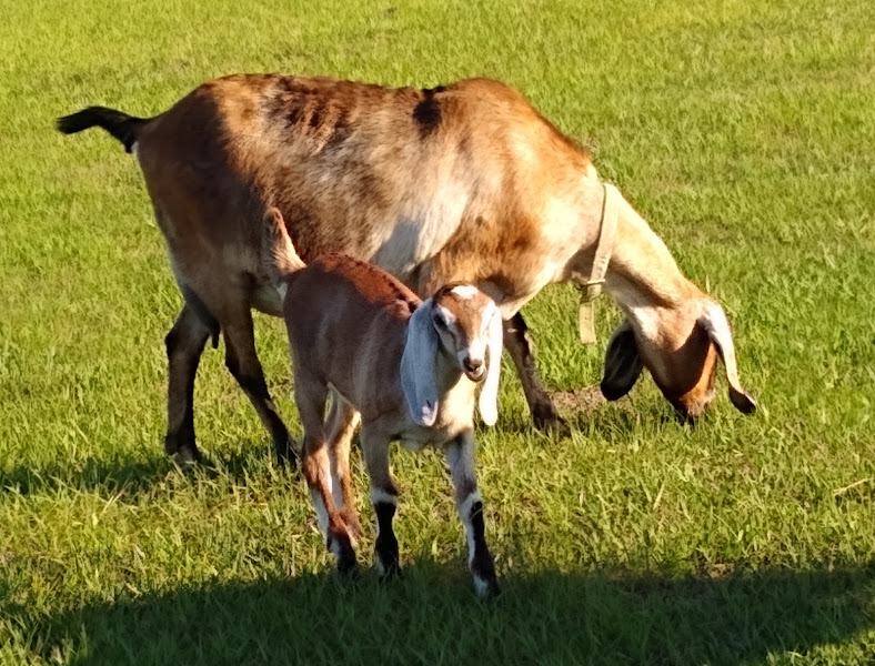 Happy Tails Farm photo 2